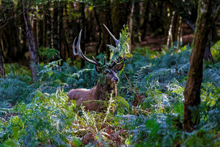 森林中休憩的雄鹿