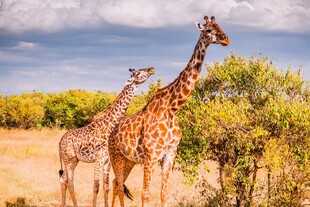 草原上的长颈鹿母子