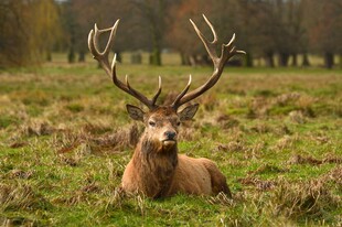 草地上休憩的大角雄鹿