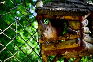 松鼠探头于木屋