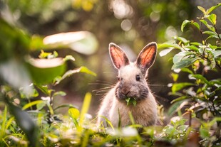 草丛中的可爱小兔子