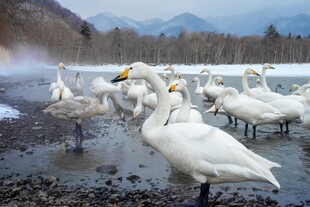 湖畔天鹅群聚的美丽景象
