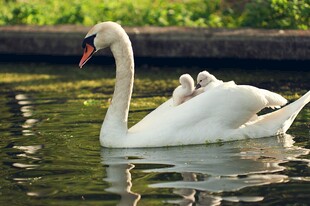 优雅天鹅水中悠然游弋