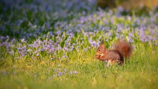 草地上觅食的可爱小松鼠
