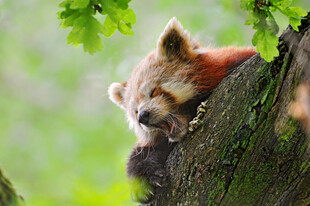 小熊猫惬意趴于树干上