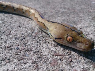 地面上的花纹蛇