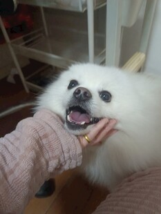 抚摸下开心的白色小狗