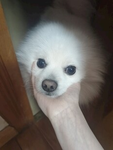 手托可爱白小狗