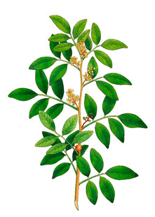绿叶繁茂的植物枝条