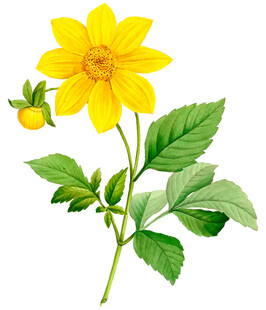 黄色大丽花植物插画