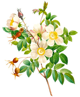 带花与昆虫的植物枝条