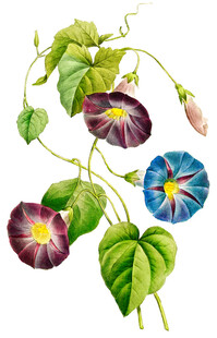 多彩牵牛花与绿叶藤蔓