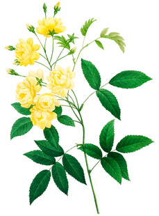 黄色蔷薇花枝插画