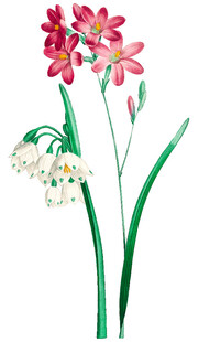 手绘花卉插画中的多彩花朵