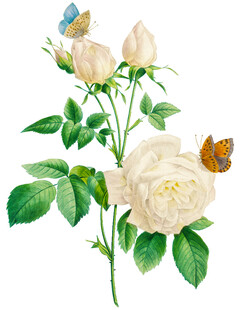 白玫瑰与蝴蝶的清新画面