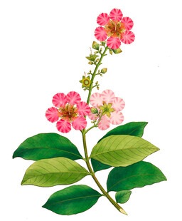 粉色花卉植物插画