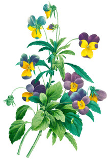 三色堇花卉插画