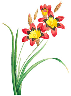 鲜艳三朵花绿叶相伴