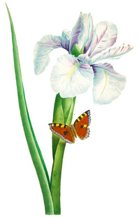 鸢尾花上的蝴蝶