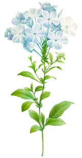 蓝色绣球花插画