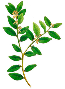 翠绿枝叶植物特写