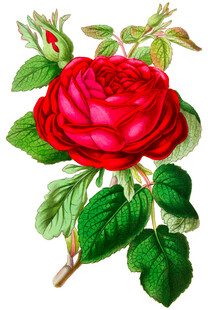 娇艳红玫瑰与绿叶