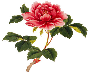 娇艳盛开的单枝红牡丹