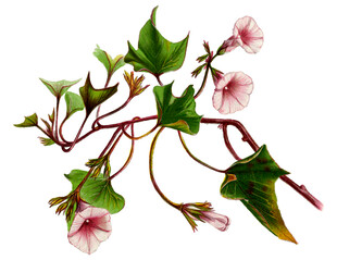 粉色牵牛花与绿叶特写