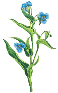 蓝色小花植物插画