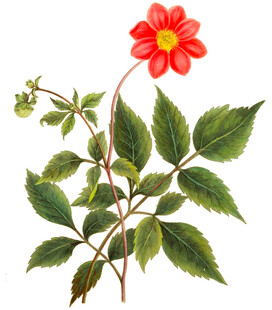 红色大丽花植物插画