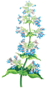 蓝色花朵植物插画