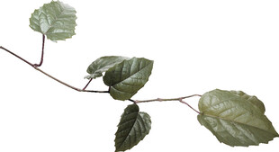 带叶植物枝条特写
