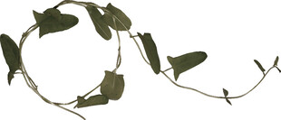藤蔓绿植装饰素材
