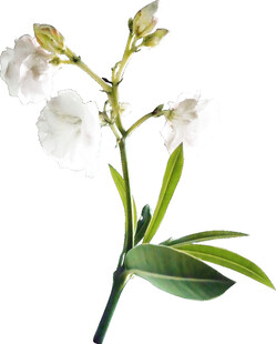 白色花朵植物特写