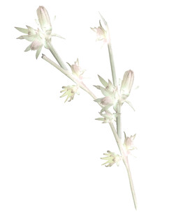 白色小花植物特写