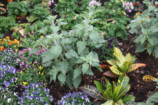 多彩花园中的繁茂植物