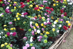 多彩花卉绽放美丽花田