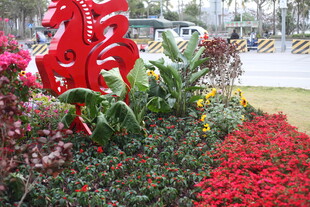 城市街头多彩花卉景观