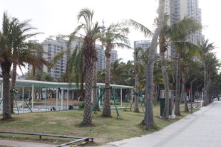 城市路边的棕榈树景观