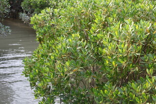 河边繁茂的绿色灌木丛