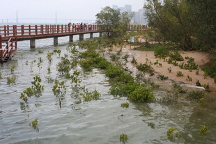 河畔栈桥旁的水生植物景观