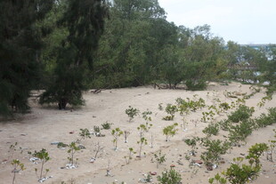 沙地上的绿植与树木