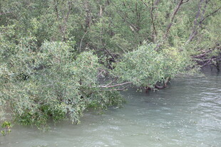 河畔绿树 静谧自然景致