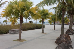 海滨步道旁的棕榈树景观