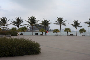海滨广场的棕榈树景观