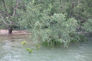 洪水淹没树木景象