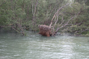 河中棕熊于繁茂植被旁
