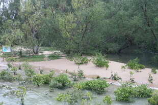 河边绿植环绕的自然景致