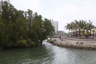 河畔绿树与道路景观