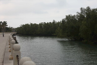 河边垂钓者与茂密树林